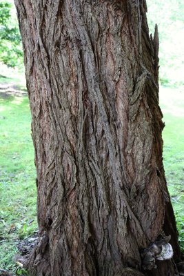 Pterocarya fraxinifolia - paořech jasanolistý - kmen